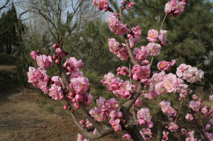 ��������÷԰